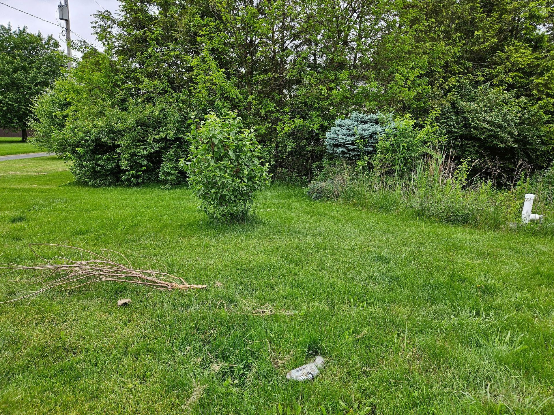 Lush green lawn with various shrubs and trees in the background under a cloudy sky.