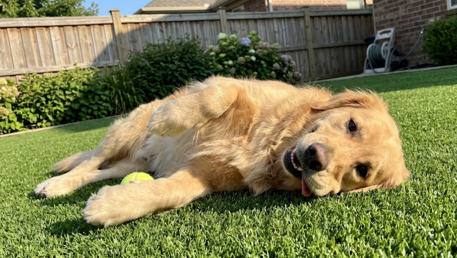 A happy dog resting on clean, mud-free, pet-friendly artificial turf in a backyard.