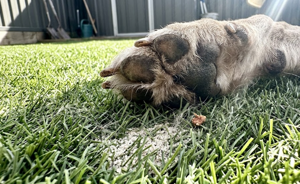 Close up view of a dog paw resting on soft, durable artificial grass blades.