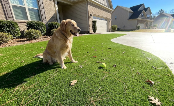 A beautiful green artificial grass front lawn in Raleigh with a happy dog sitting on it.