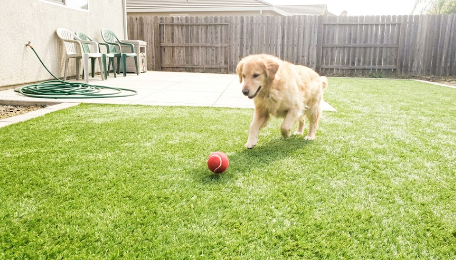 A happy Golden Retriever sitting on clean, mud-free artificial pet turf in a sunny backyard.