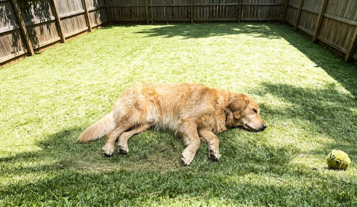 A golden retriever relaxing on perfectly green residential artificial turf in Raleigh.