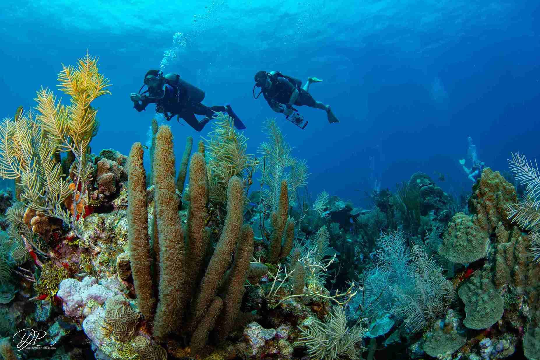 Buceo en arrecife de San Andrés, actividad en familia cerca de un hotel familiar en San Andrés como Hotel Américas.