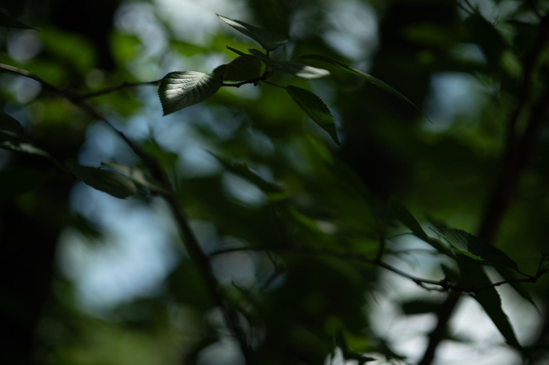 Soft green leaves in dappled light, symbolizing growth and learning.