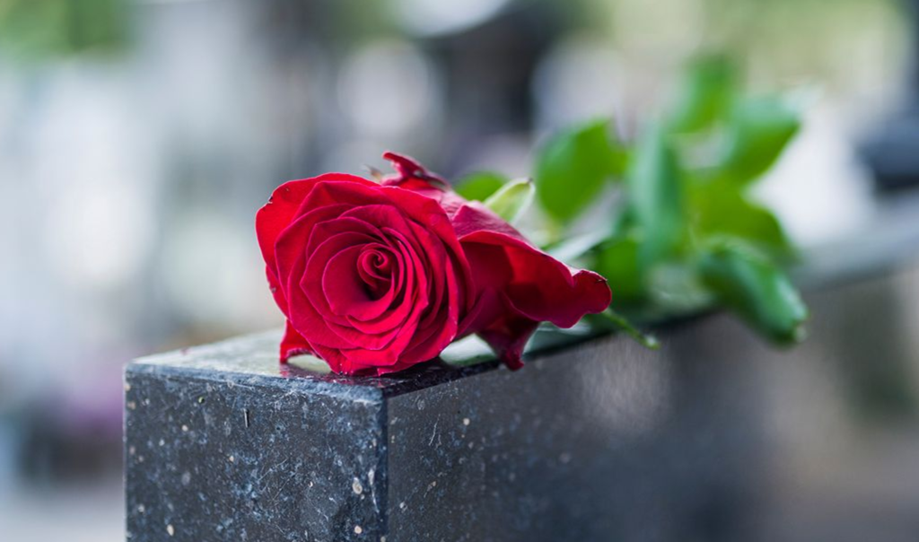 Red rose lying on a dark stone ledge with a blurred green background.