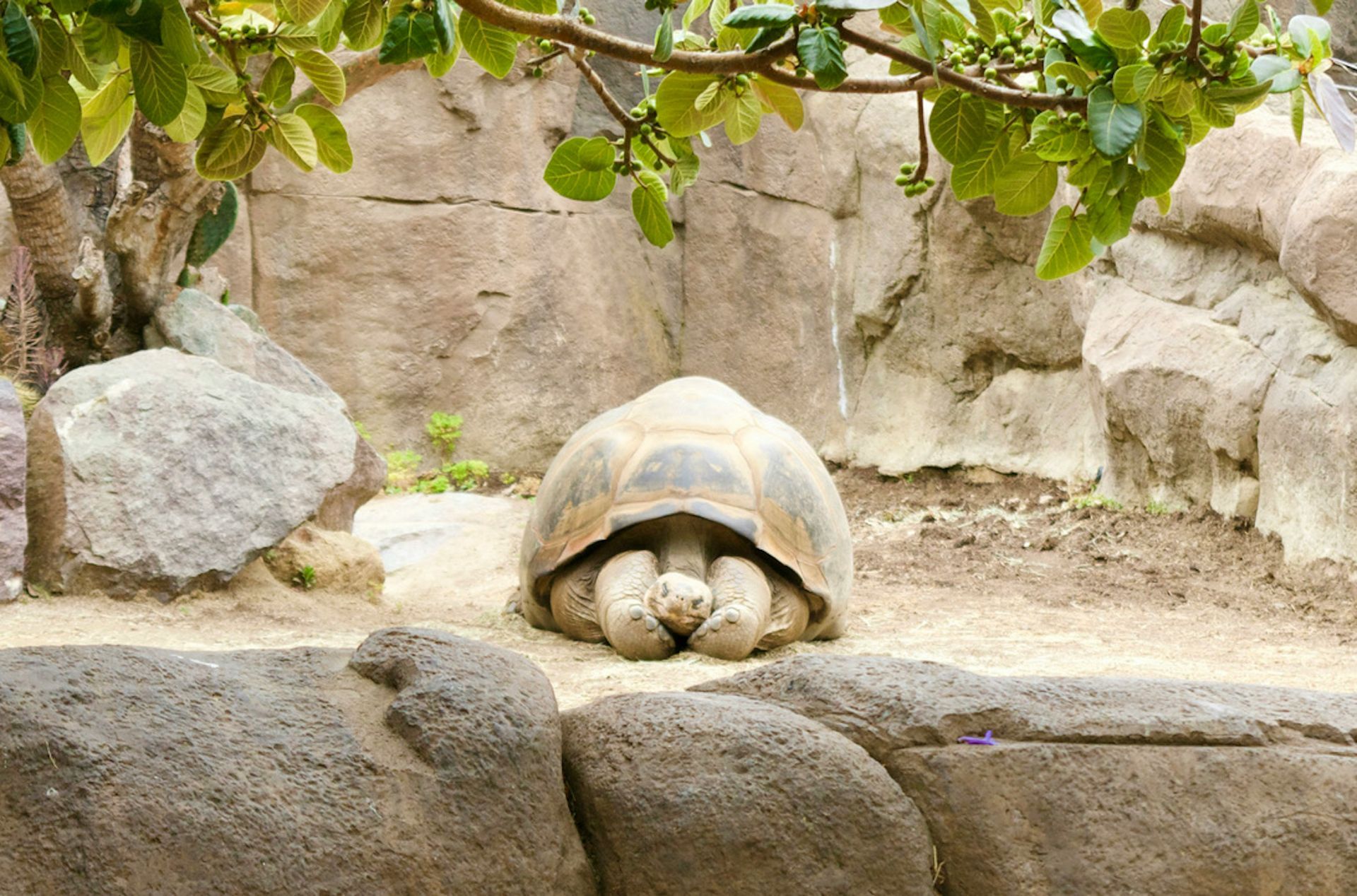 Tortoise resting in front of rock wall, shaded by leaves.