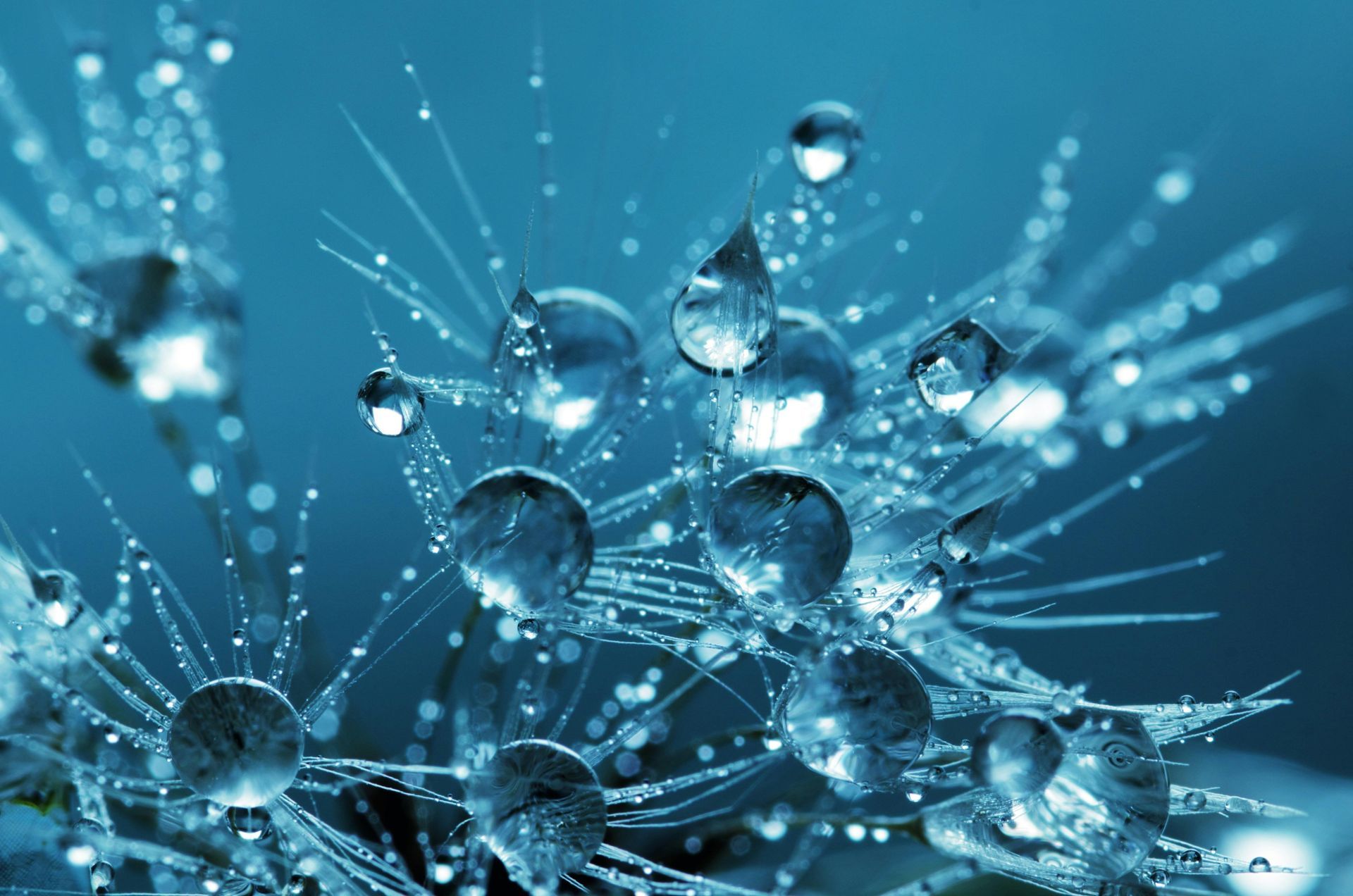 Close-up of fluffy seed head with large, spherical water droplets, against a blue background.