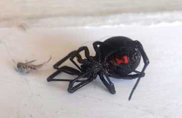 FUMI TRES SA DE CV  -  control de arañas