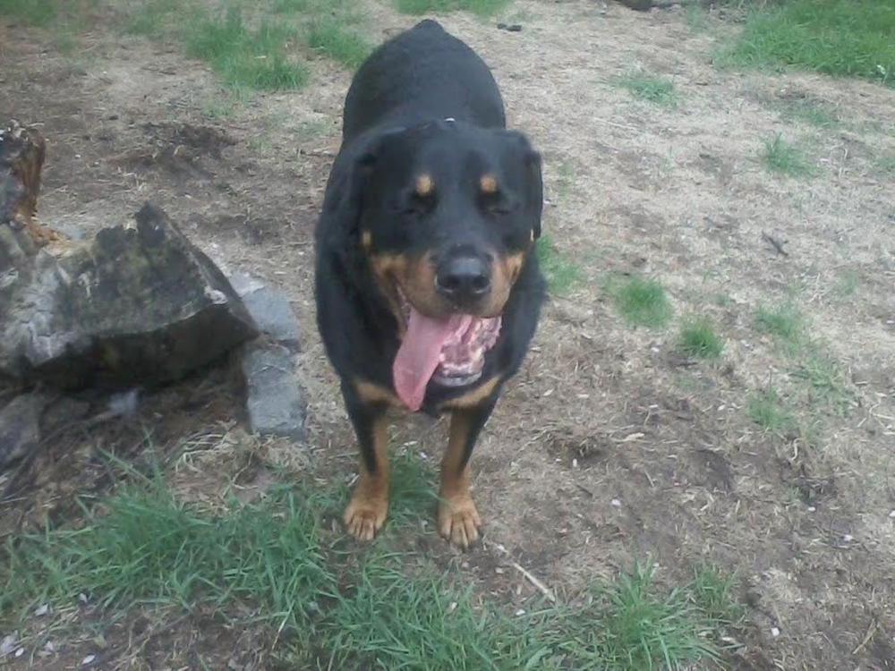 A black and brown dog standing in the grass with its tongue hanging out