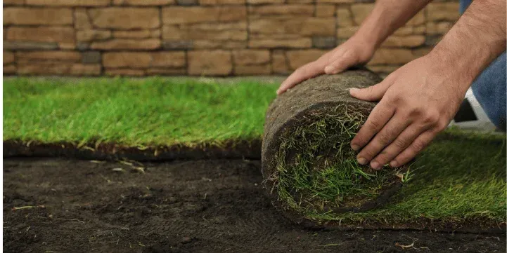 Sod vs. Seeding in Brooklyn: Which Option Is Right for Your Outdoor Space?
