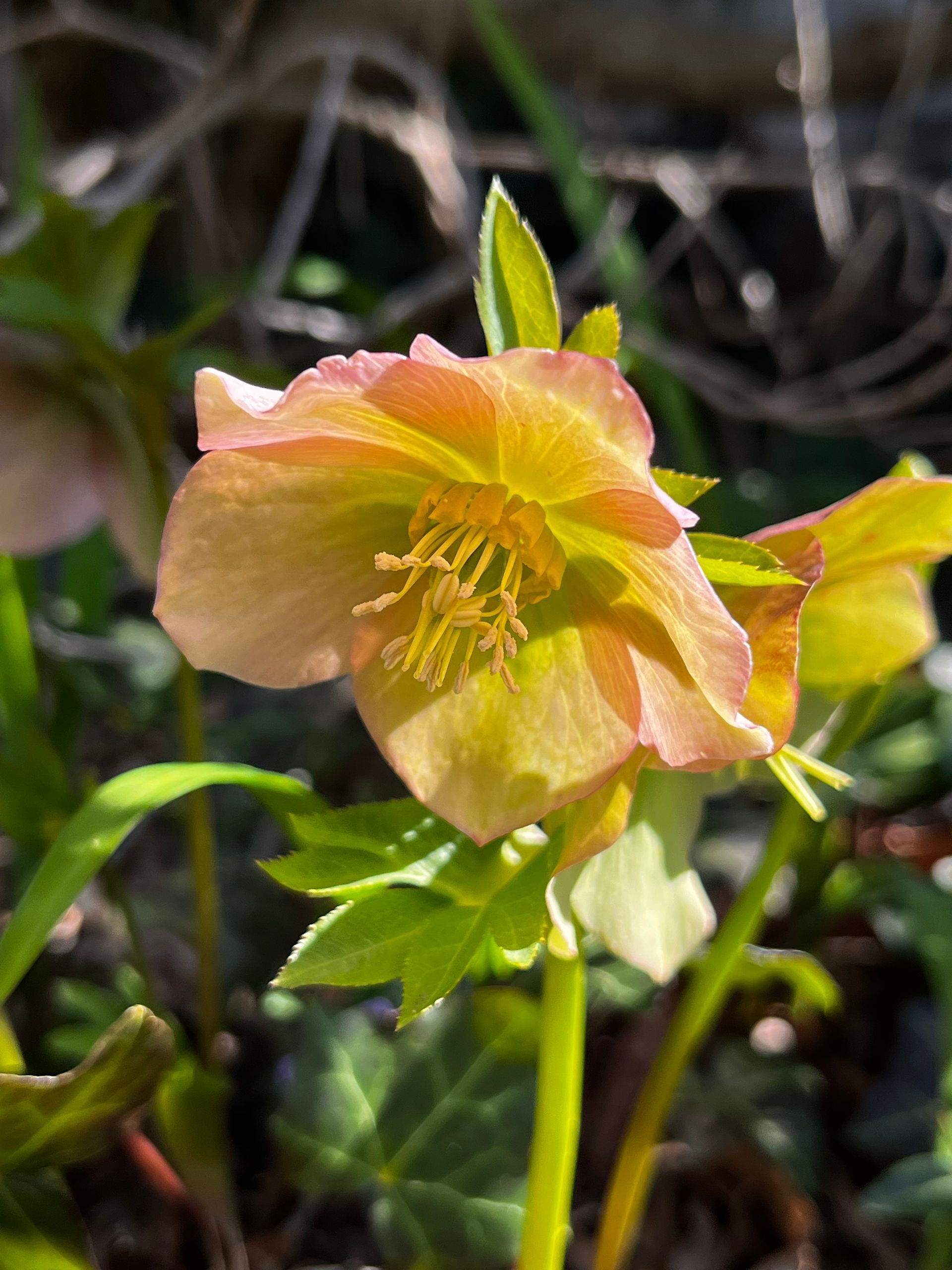 A soft, peach-colored hellebore flower blooms in sunlight with bright yellow stamens against blurred garden greenery.