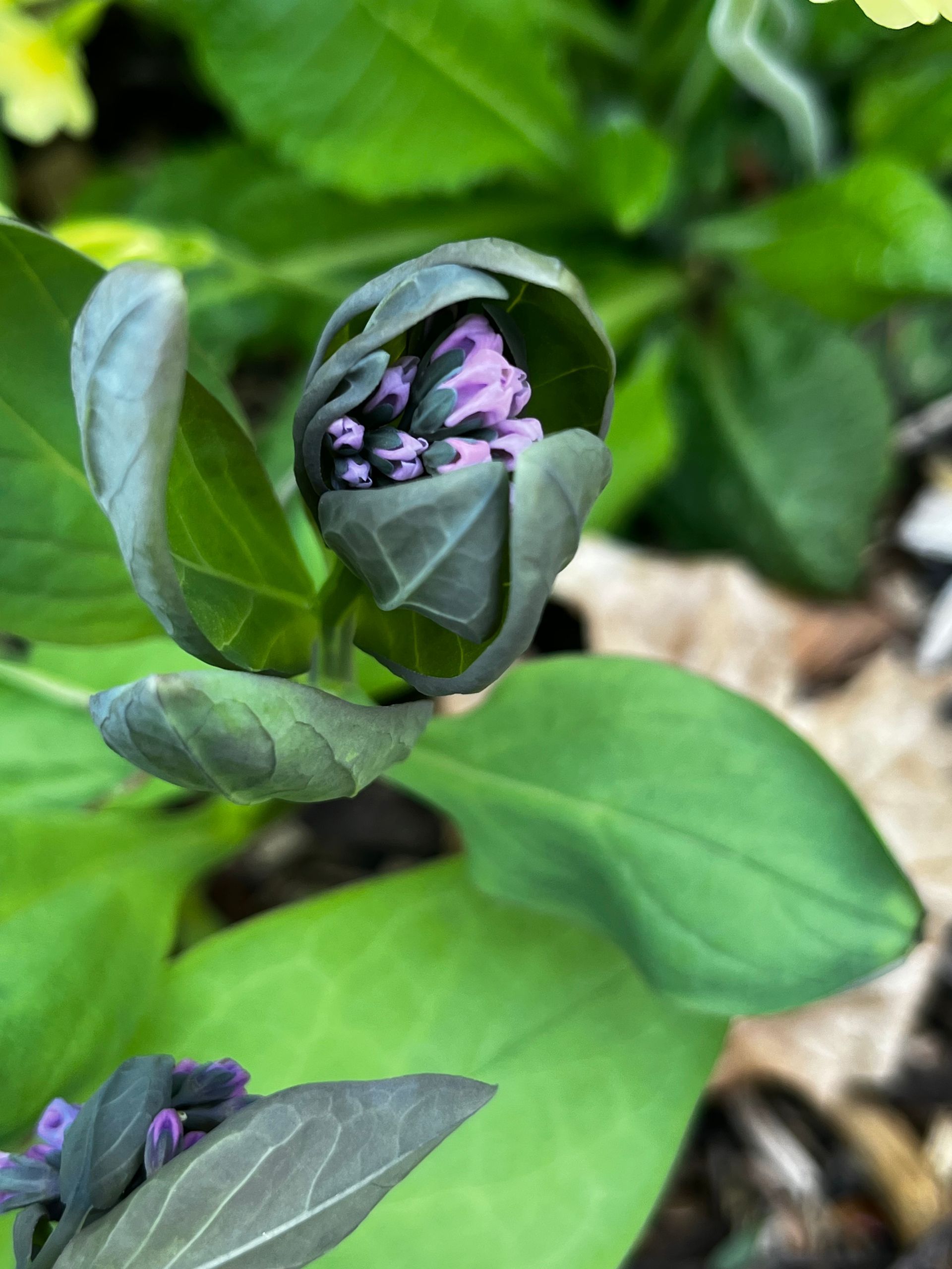 A tightly curled dark green leaf structure surrounding small, emerging purple flower buds in a garden setting.