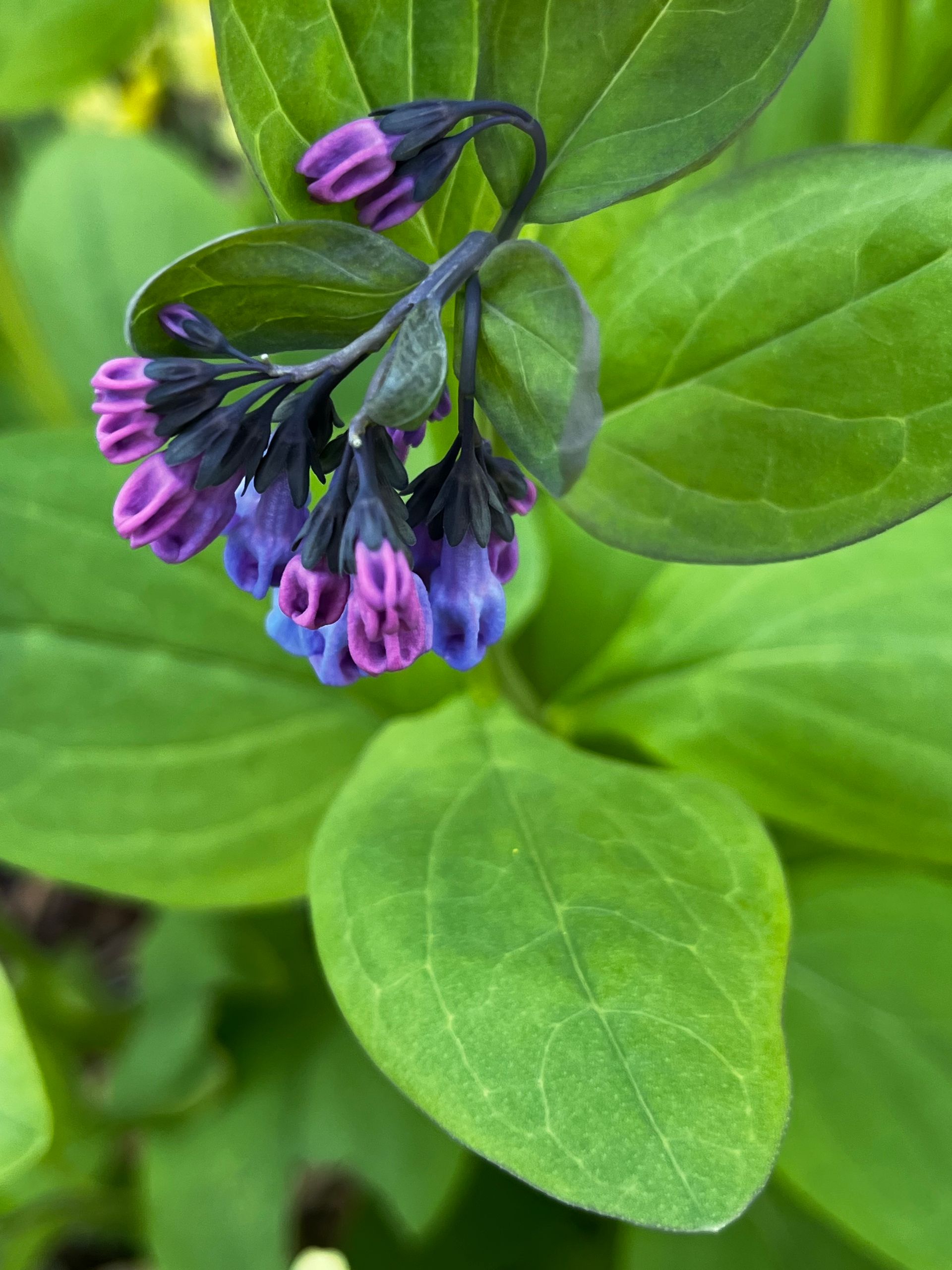 A close-up of a cluster of bell-shaped blue and purple Virginia bluebell flowers with vibrant green leaves.
