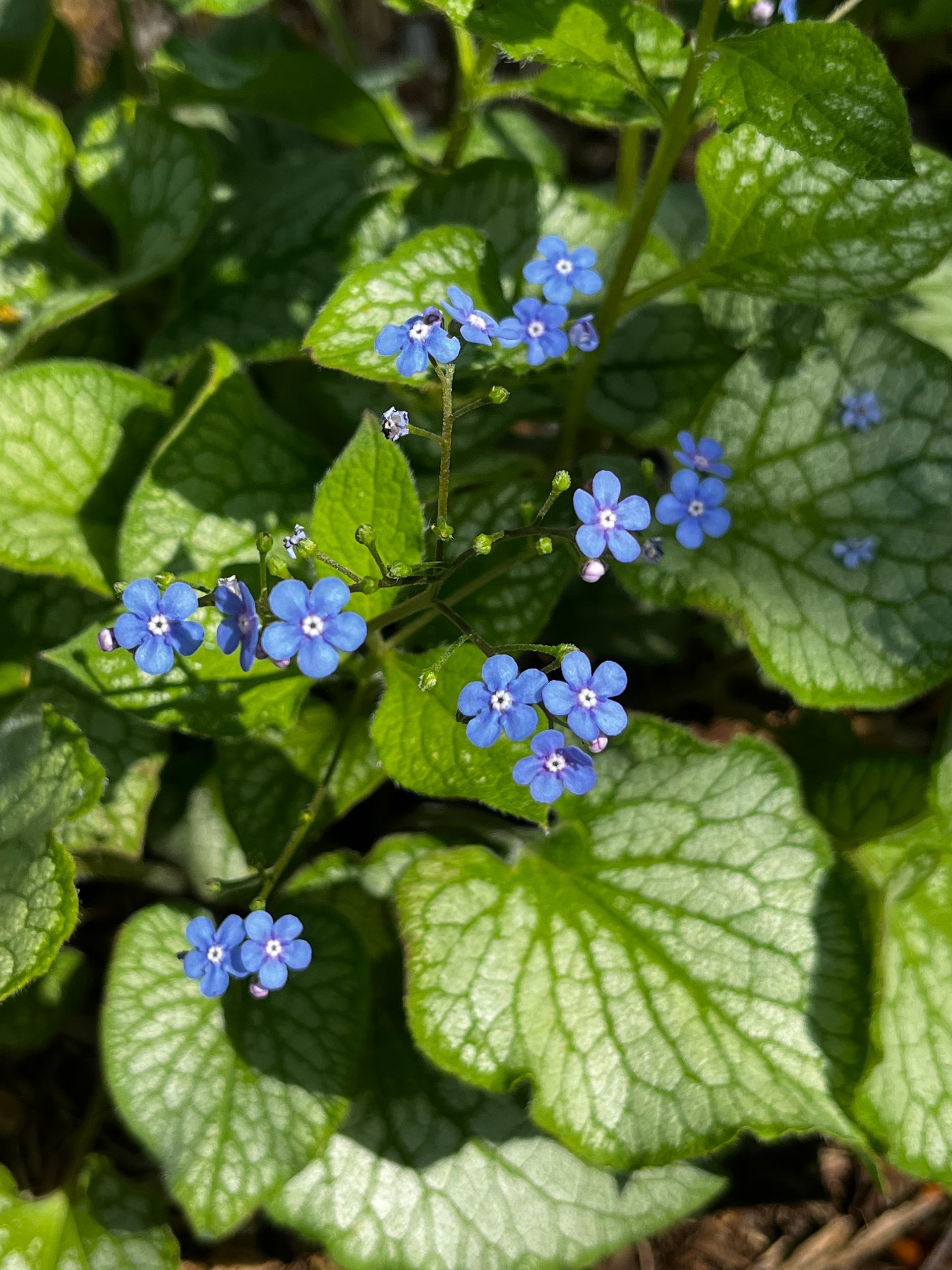 Siberian bugloss with small, bright blue flowers and heart-shaped, silver-veined green leaves.