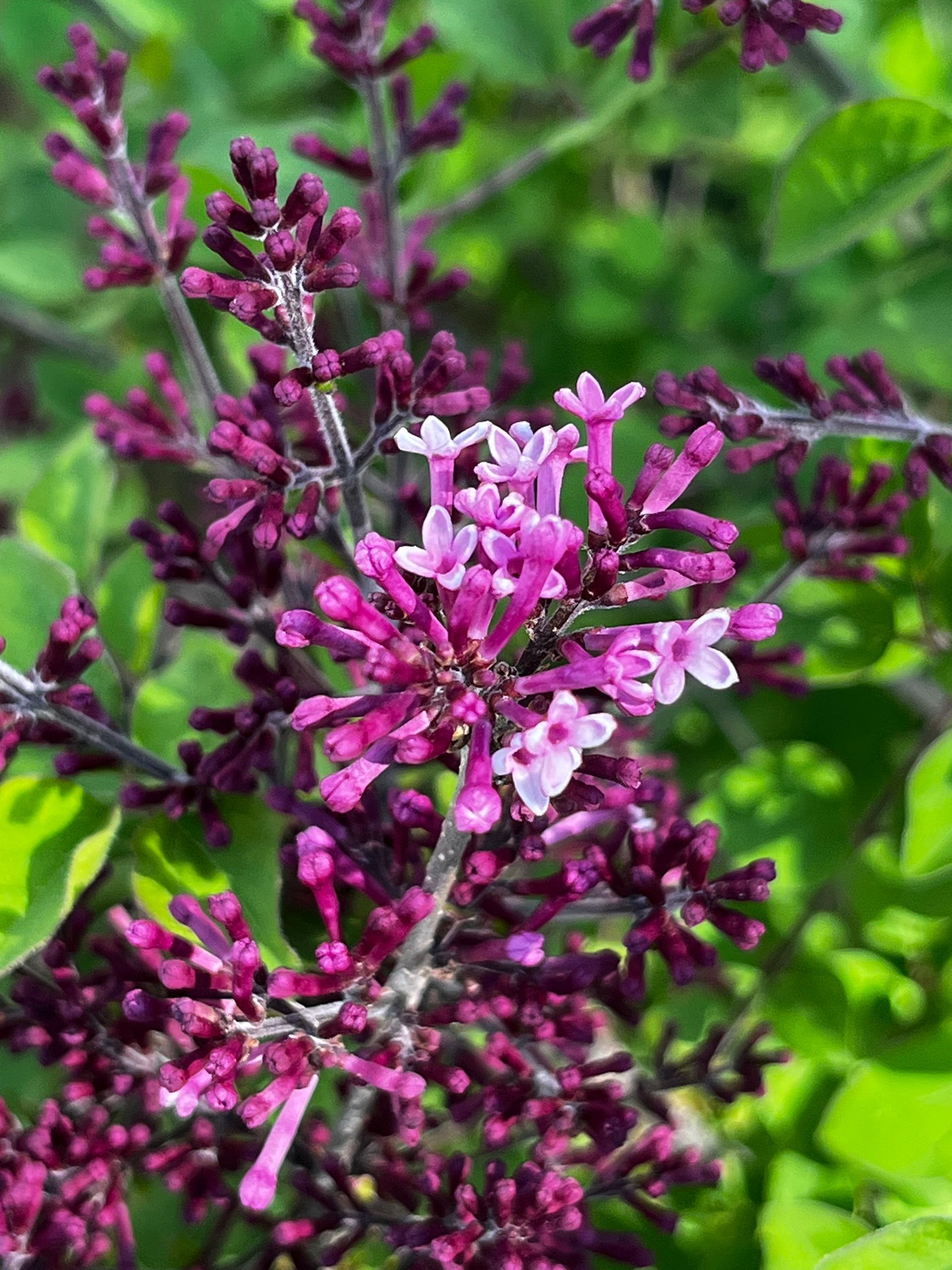A close-up of dark purple lilac flower buds, with several tiny, four-petaled light purple flowers beginning to bloom.