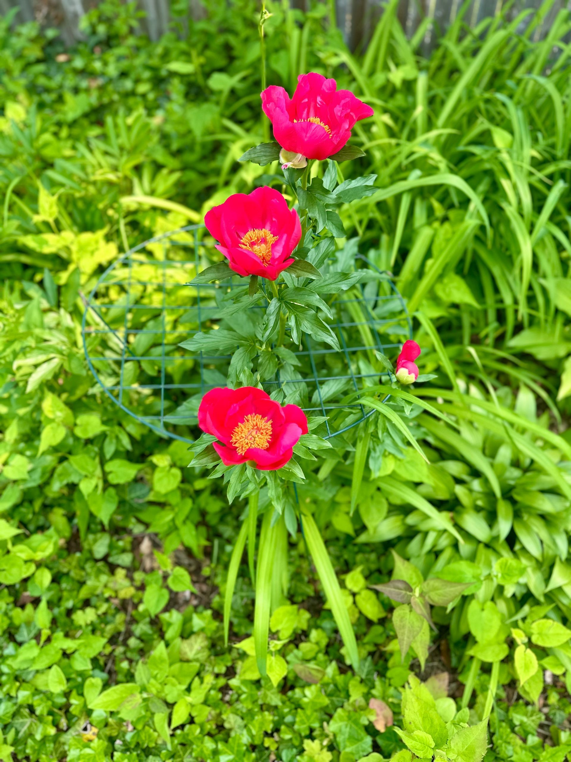 Three vibrant red poppies with yellow centers grow on a single stalk amid a lush green garden.