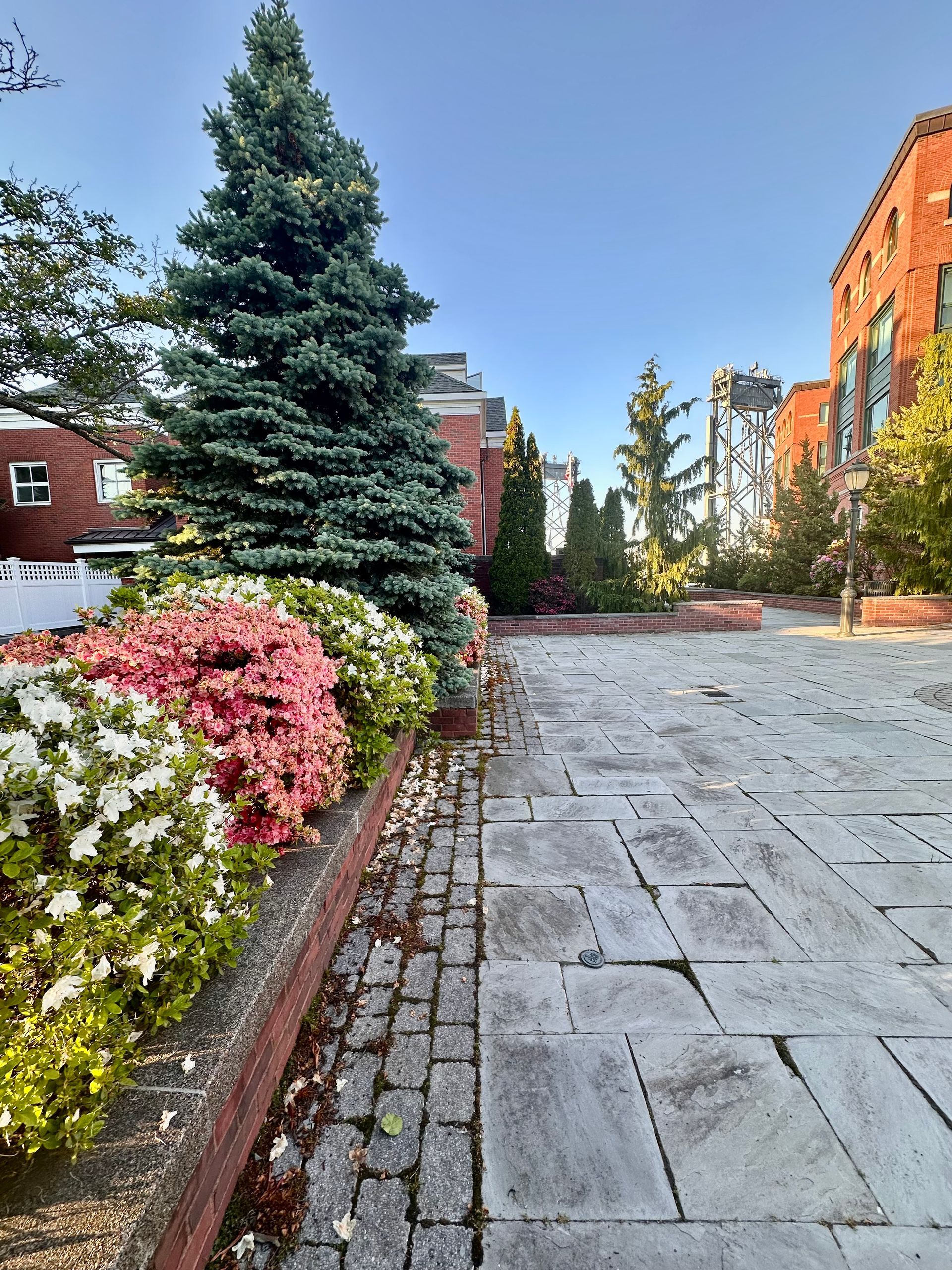 Stone walkway beside flower beds and a tall evergreen tree on a sunny campus courtyard