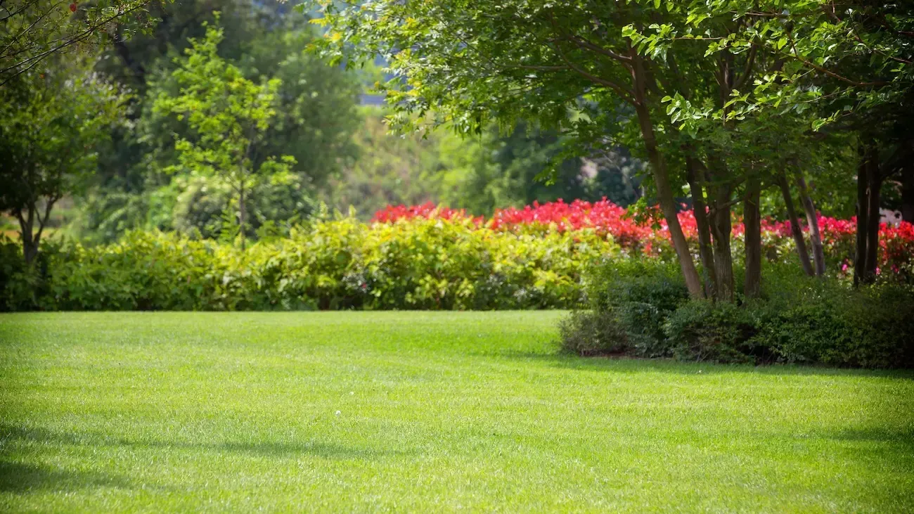 Green lawn, trees, shrubs, and red flowers in a sunny garden.