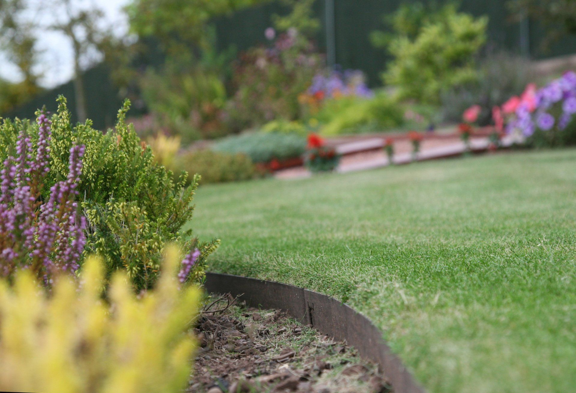 a lush green lawn with purple flowers in the foreground and a fence in the background .