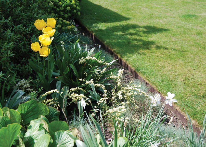 a garden with yellow flowers and white flowers