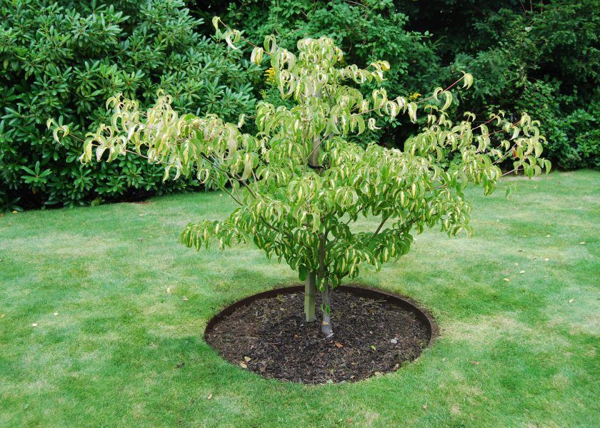 Metal garden edging tree ring in the middle of a lawn with a healthy tree growing in it