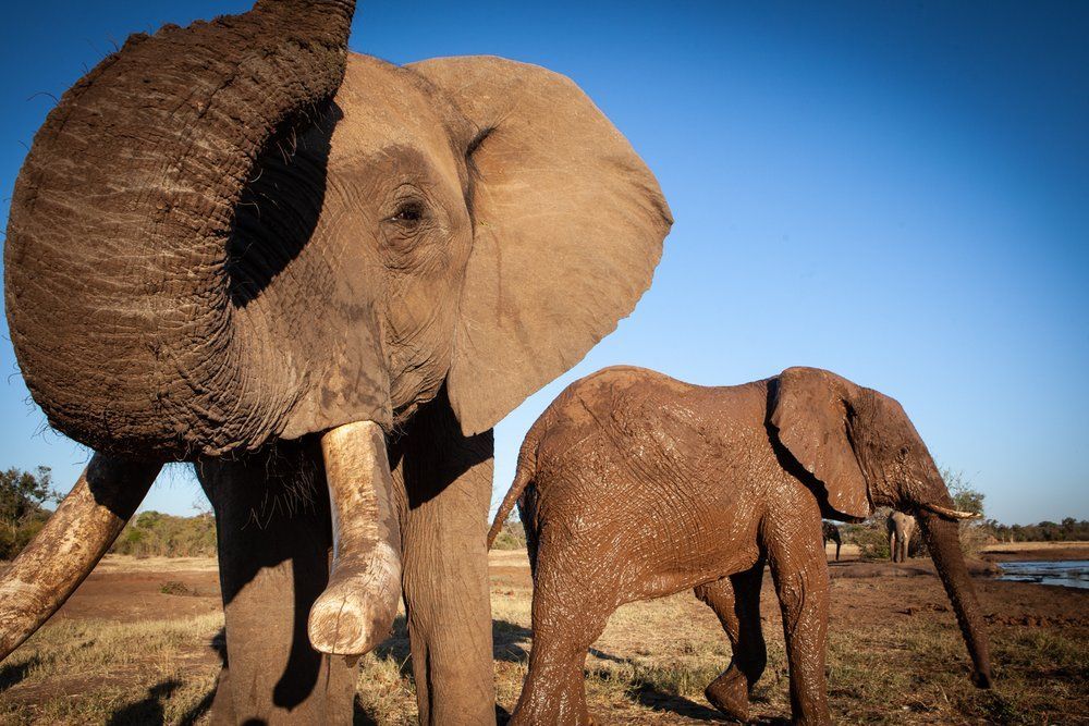 Two elephants are standing next to each other in a field.