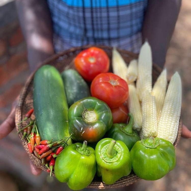 A person is holding a basket of vegetables in their hands.