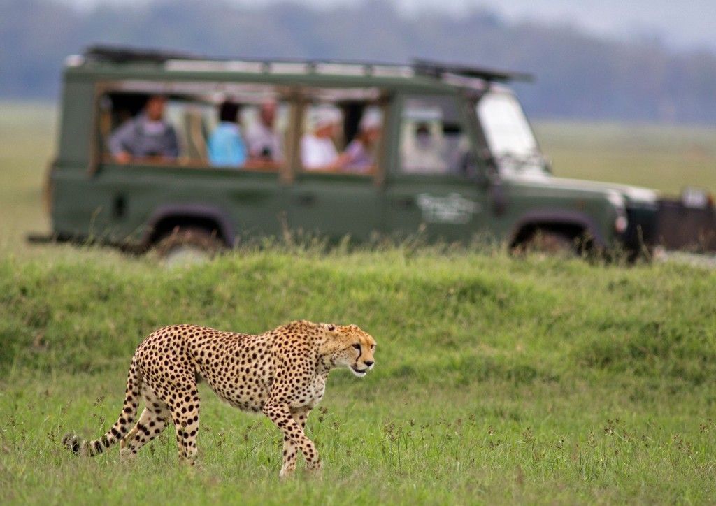 A cheetah is walking through a grassy field with a jeep in the background.