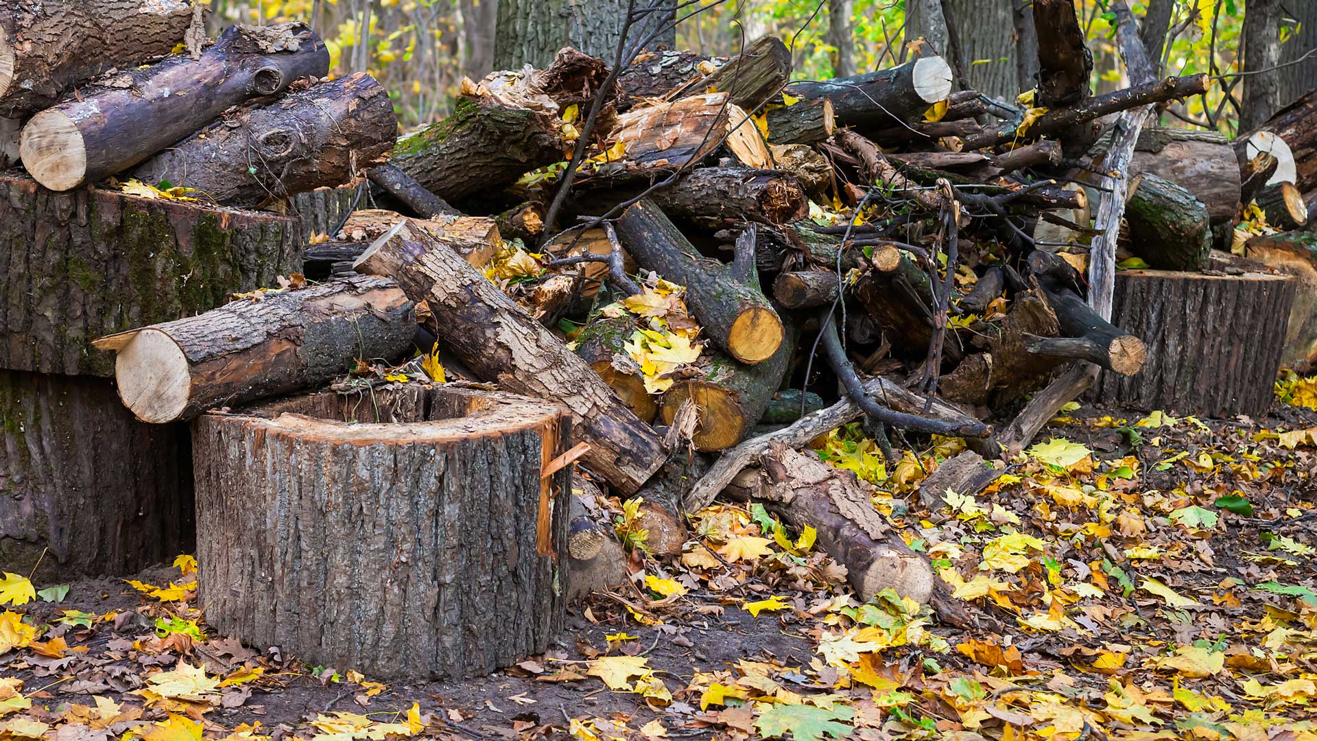 Wood Logs — Moorefield, WV — Rodriguez Tree Service
