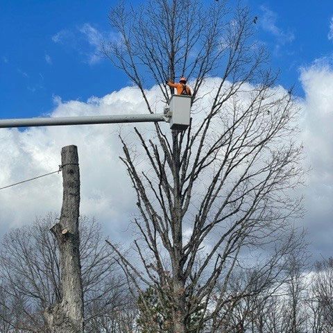 Arborist Working on A Tree — Moorefield, WV — Rodriguez Tree Service