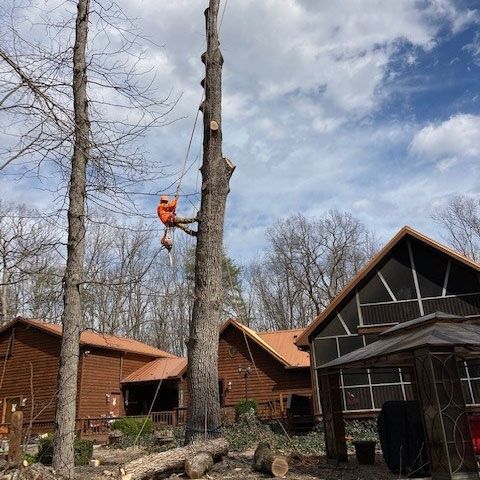 Man Climbing a Tree — Moorefield, WV — Rodriguez Tree Service