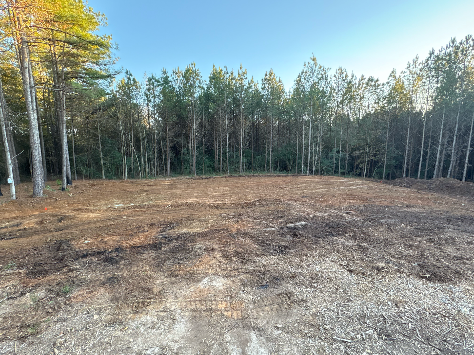 A cleared, uneven dirt lot sits in front of a dense line of tall pine trees under a clear blue sky.