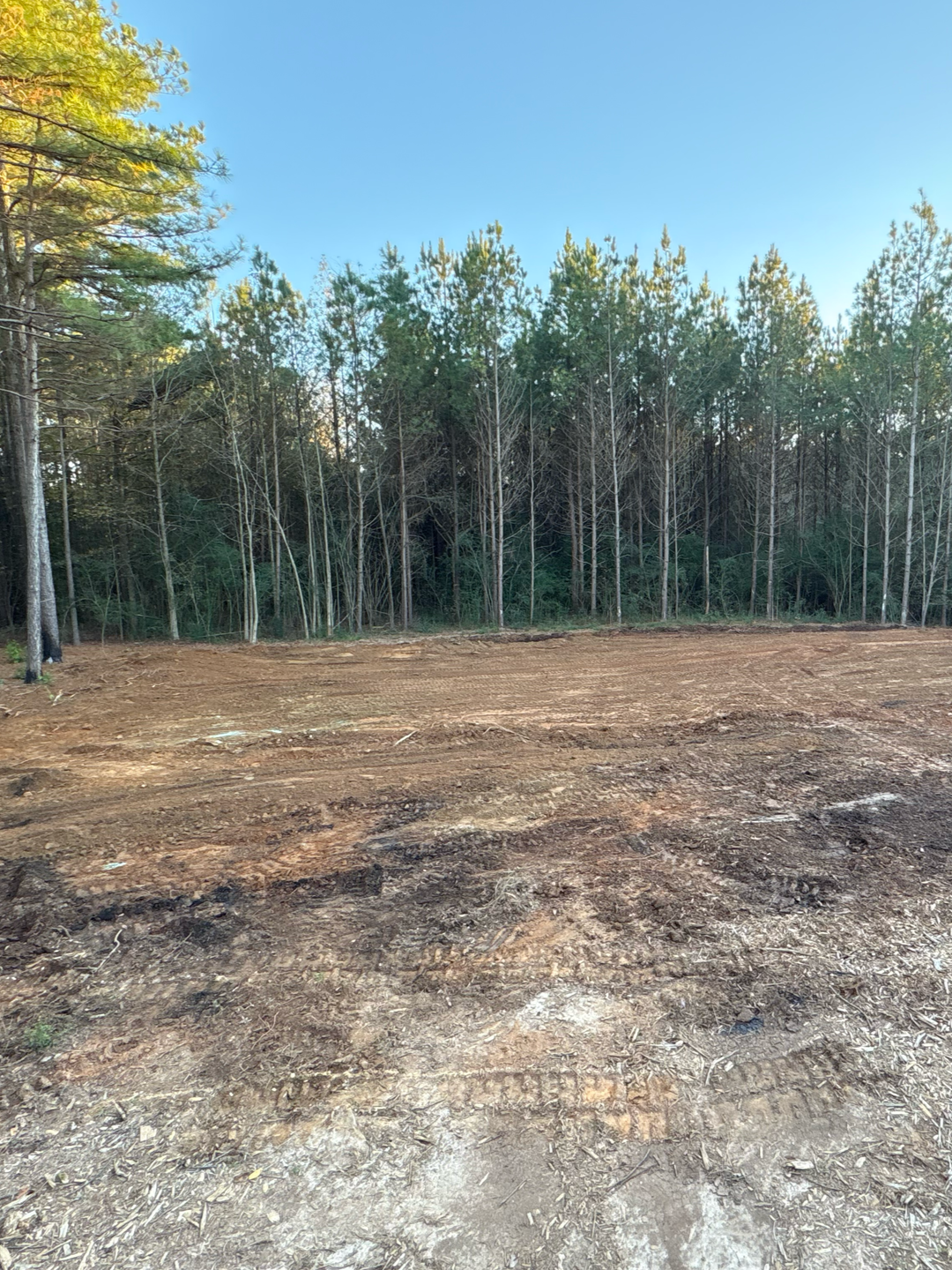 A patch of cleared, bare dirt in the foreground leads to a dense forest of evergreen trees under a clear blue sky.