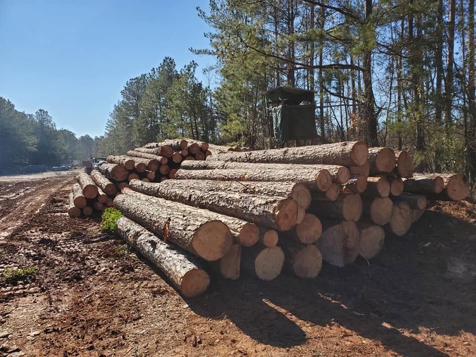 Stacked logs in a forest clearing under a blue sky, with tall pine trees in the background.