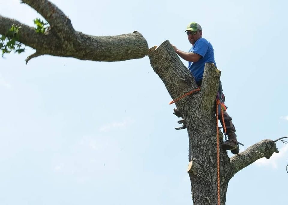 Worker trimming a tree branch with a chainsaw while standing on the trunk against a blue sky