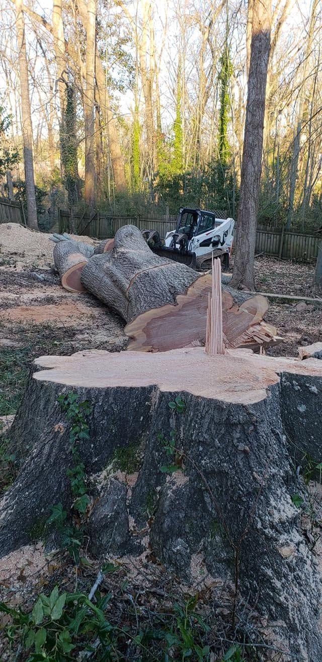 Freshly cut tree stump with sawdust and felled logs in a wooded area
