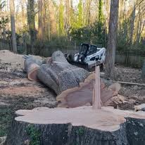 A large tree stump with a partially carved wooden structure and a bobcat in the background.