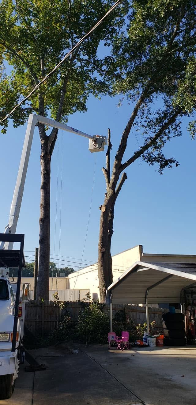 Tree trimming truck lifting a worker near a tall tree beside a house on a sunny street