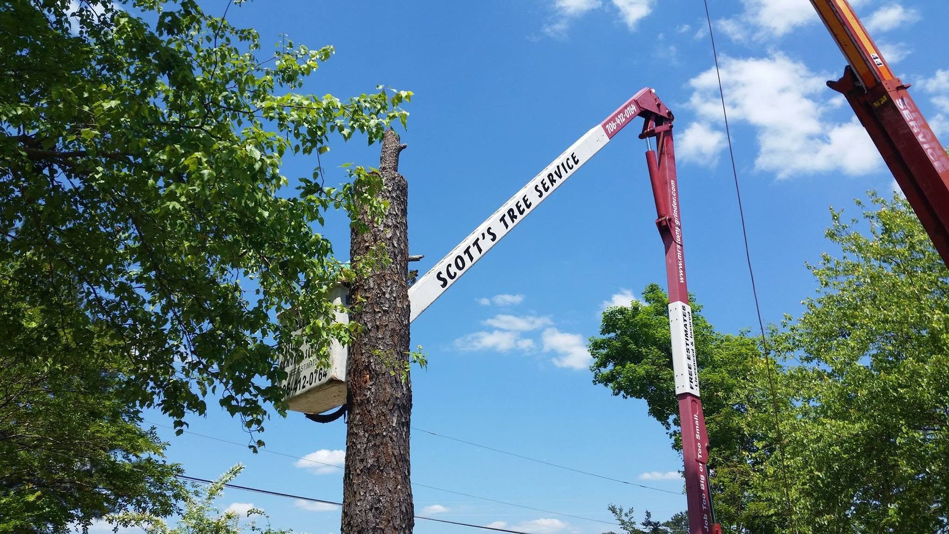 Tree being lifted by a crane against a blue sky with green leaves and utility poles nearby