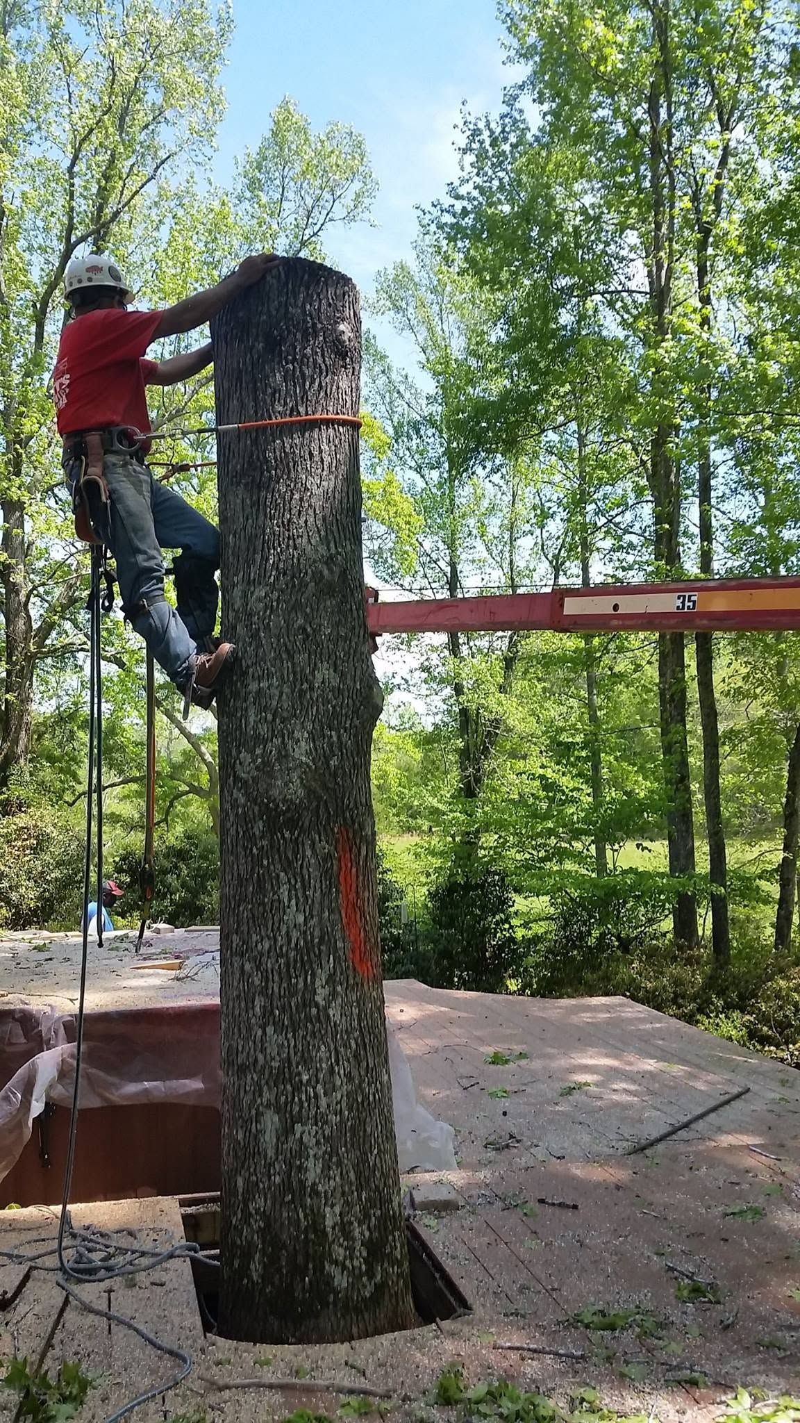 Person climbing a tall tree with a rope in a wooded outdoor setting, wearing a red shirt and jeans