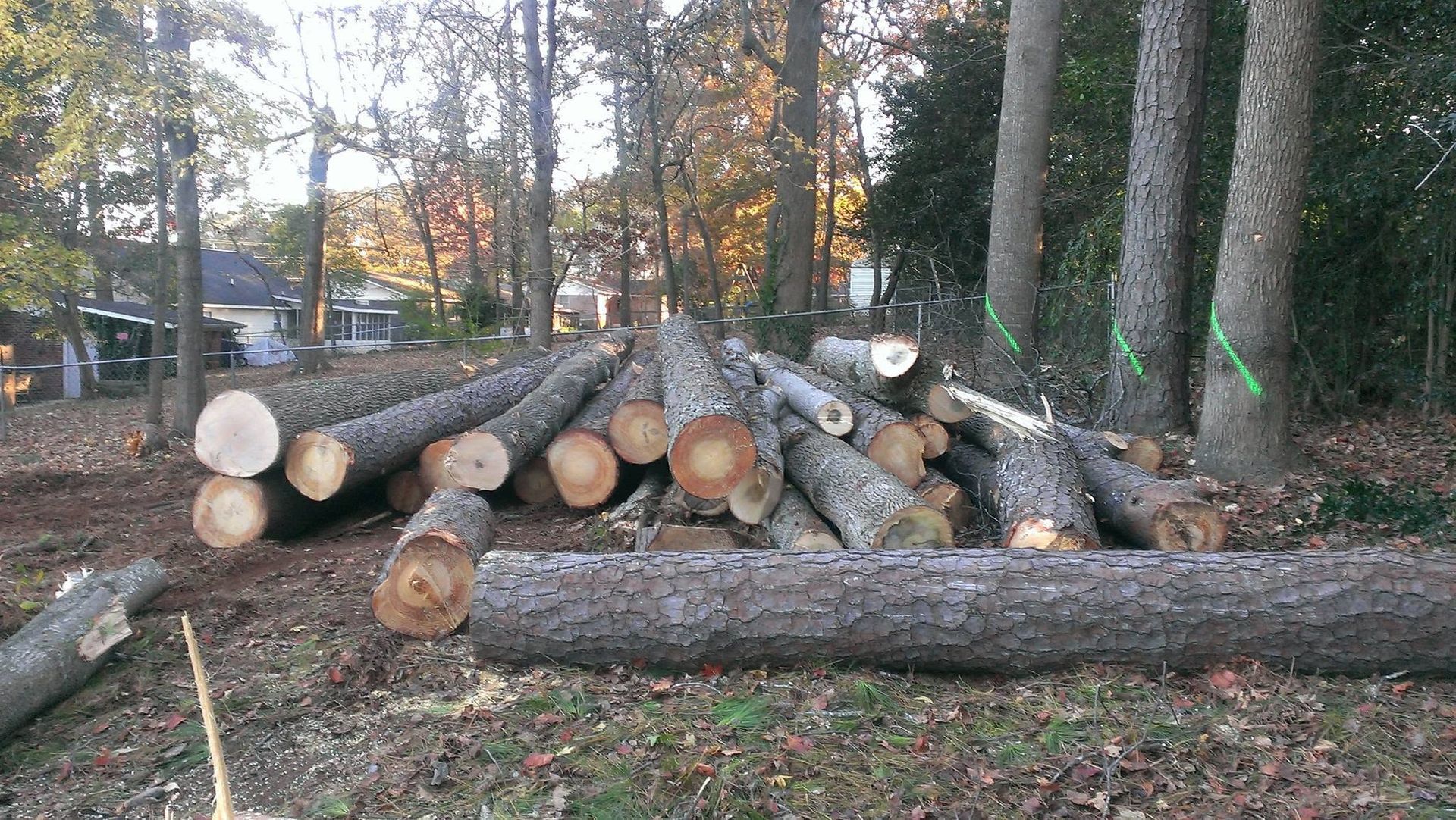 Stacked cut logs in a wooded area with tall trees and autumn leaves