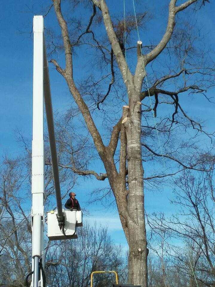 Worker in a bucket lift trimming branches beside a tall tree under a blue sky.