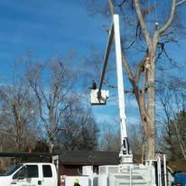 A tree service worker in a lift basket is trimming a tall tree.