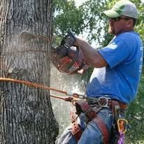 Man in blue shirt and green cap, using a chainsaw to cut a tree outdoors.