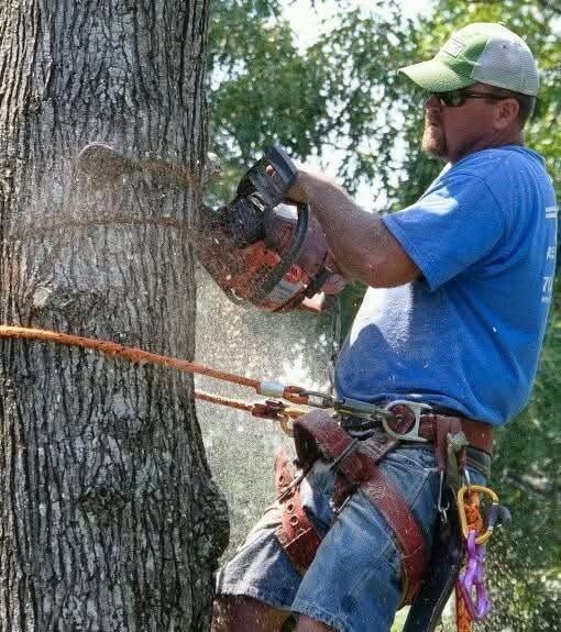 Tree worker in blue shirt and cap using a chainsaw while secured by a harness on a large tree trunk