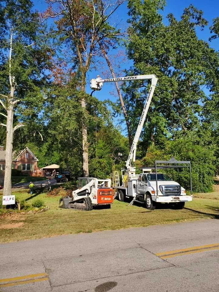 Utility workers in bucket trucks trimming trees along a roadside under a blue sky