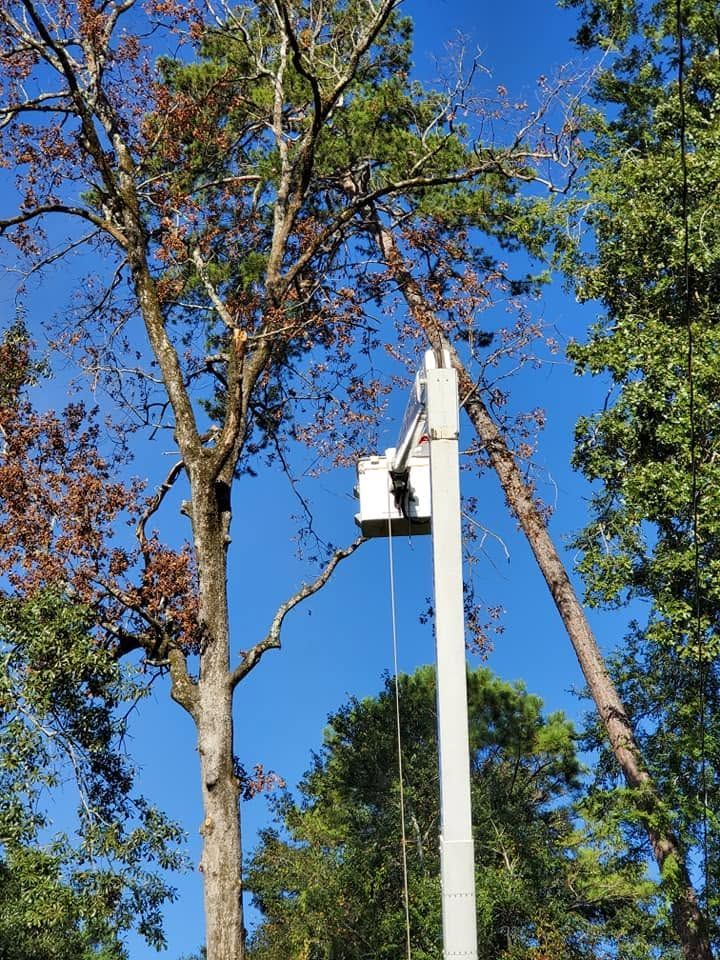 Utility worker in a white bucket lift trimming a tall tree against a blue sky.