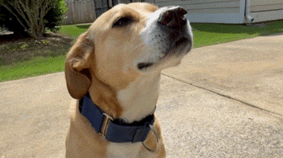picture of a dog