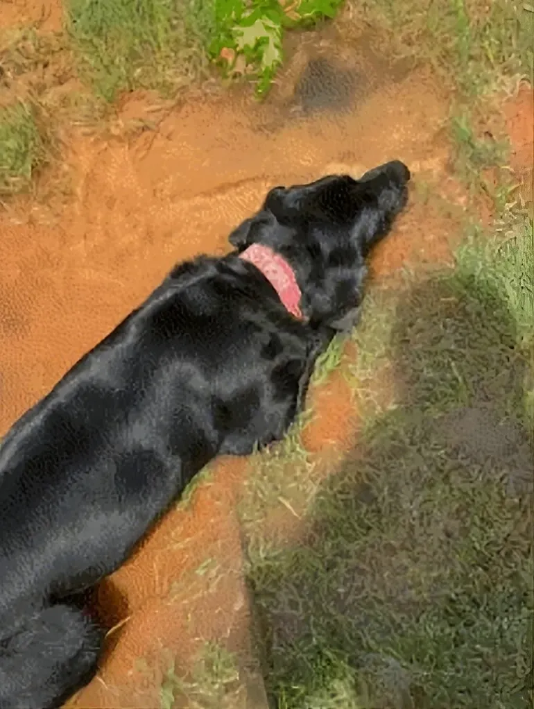 black Labrador Retriever