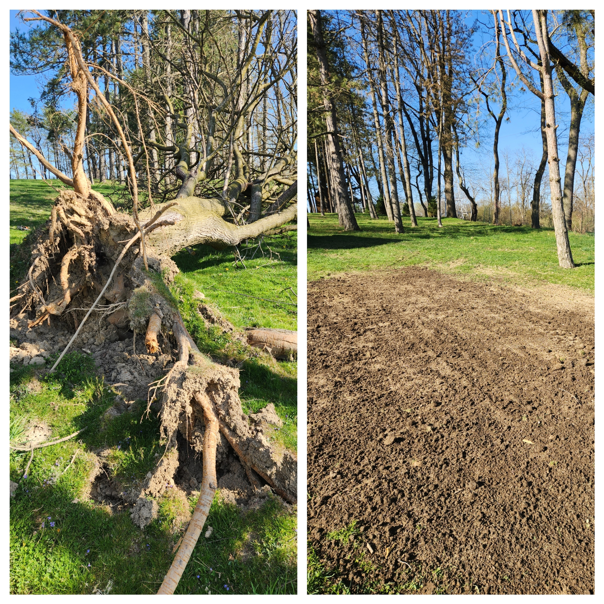 Tree Stump — Bridgeville, PA — MC Landscaping